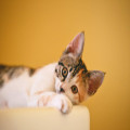 Hoe voorkom je wormen bij katten?