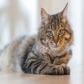 Huisdierenverzekeringen in België voor honden en katten
