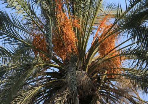 Zoete vrucht van de palmboom: dadel als gezonde suikervervanger