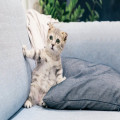 Wat betekent 'een kat in de zak kopen'? Uitleg en herkomst van de uitdrukking