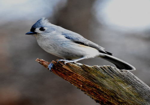 Wat betekent het als je vaak dezelfde vogel ziet?