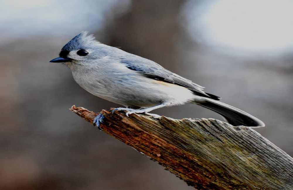 Wat betekent het als je vaak dezelfde vogel ziet?