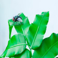 Wat is het spreekwoord 'de kat uit de boom kijken' en wat betekent het?
