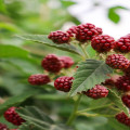 hoe natuurlijke antioxidanten je algehele gezondheid kunnen verbeteren