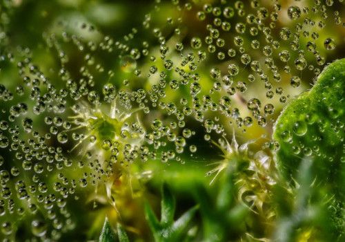 Wat is de invloed van hydratatie op je mentale prestaties?