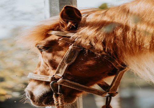 Wat zijn de voordelen van gemberwater op een lege maag?