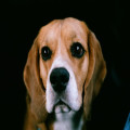Nederlandse naam beagle: heeft dit hondenras een vertaling?